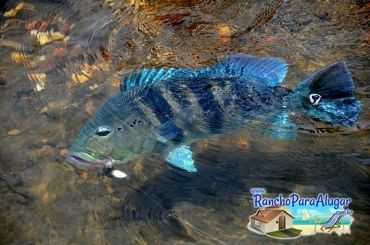 Lucio Oliveira Guia de Pesca e Piloteiro em Miguelopolis - Lucio Oliveira em Miguelopolis SP