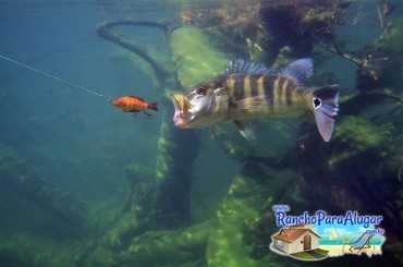 Lucio Oliveira Guia de Pesca e Piloteiro em Miguelopolis - Lucio Oliveira em Miguelopolis SP