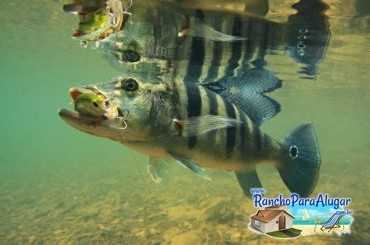 Lucio Oliveira Guia de Pesca e Piloteiro em Miguelopolis - Lucio Oliveira em Miguelopolis SP