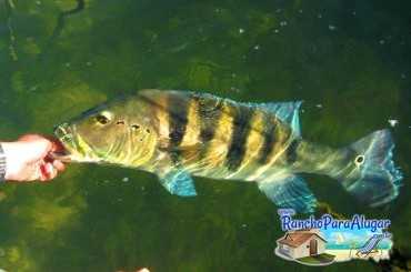 Lucio Oliveira Guia de Pesca e Piloteiro em Miguelopolis - Lucio Oliveira em Miguelopolis SP