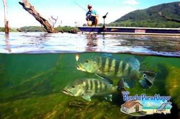 Lucio Oliveira Guia de Pesca e Piloteiro em Miguelopolis - Lucio Oliveira em Miguelopolis SP