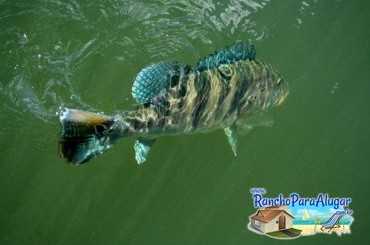 Lucio Oliveira Guia de Pesca e Piloteiro em Miguelopolis - Lucio Oliveira em Miguelopolis SP