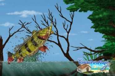 Lucio Oliveira Guia de Pesca e Piloteiro em Miguelopolis - Lucio  em Miguelopolis SP