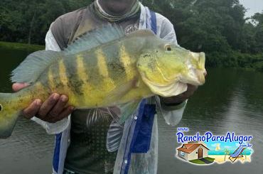 Naldo Piloteiro Guia de Pesca e Piloteiro em Miguelopolis - Naldo Piloteiro Guia de Pesca e Piloteiro em Miguelópolis