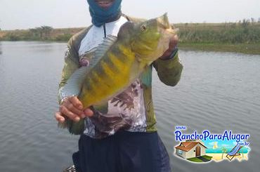 Paulo Benício Guia de Pesca e Piloteiro em Miguelopolis - Paulo Benício Guia de Pesca e Piloteiro em Miguelópolis