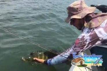 Pezao Guia de Pesca Guia de Pesca e Piloteiro em Miguelopolis - Pezao Piloteiro Guia de Pesca e Piloteiro em Miguelópolis