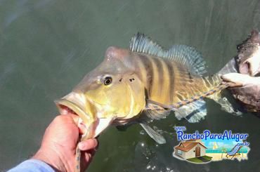 Pezao Guia de Pesca Guia de Pesca e Piloteiro em Miguelopolis - Pezao Piloteiro Guia de Pesca e Piloteiro em Miguelópolis