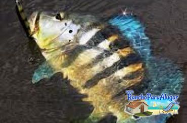 Pezao Guia de Pesca Guia de Pesca e Piloteiro em Miguelopolis - Pezao Piloteiro Guia de Pesca e Piloteiro em Miguelópolis