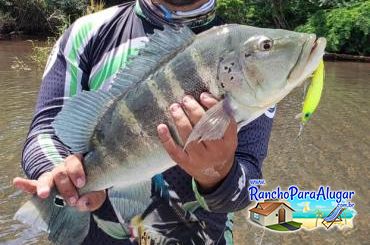 Wellington Japonês Guia de Pesca e Piloteiro em Miguelopolis - Wellington Pescador Guia de Pesca e Piloteiro em Miguelópolis